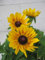 Rudbeckia - Sunbeckia Giggling Smiley - Sonnenhut Giggling Smiley