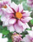 Mignon Dahlien Edge of Joy Knolle Blumenzwiebeln (3)