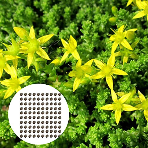 AchidistviQ 100 Stück Sedum Acre Fetthenne Samen Für Bodendecker, Garten, Bonsai-Dekor Im Freien Samen