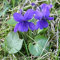 Shop Meeko Kings Seeds - Viola, Odorata viola mammola - 50 Semi