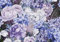 Forwall Fototapete Blumen 3D Pfingstrosen Rosen Romantik Moderne Wohnzimmer Schlafzimmer Vlies Tapete Wandtapete UV-Beständig Hohe Auflösung Montagefertig (13514, V8 (368x254 cm) 4 Bahnen)