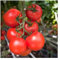 Stabtomate Moldoveanu F1 | Tomatensamen | Hoher Ertrag | Süß Aromatisch | Tomaten Samen Gewächshaus | Tomatensamen Freiland | Tomatensamen Resistent | Freilandtomaten samen Pflanzen Samen,