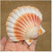 SFQEVHRZ Coquillages naturels， Coquilles Saint-Jacques Jaunes de 3 à 4 Pouces de Coquillages de Plage de mer for l'artisanat for Le Remplissage de Vase d'aquarium de Bricolage