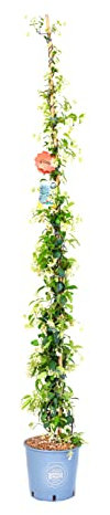 Vannucci Piante - Trachelospermum jasminoides, Gelsomino Sempreverde, Rhyncospermum jasminoides, Pianta rampicante vera in vaso, Pianta da terrazzo