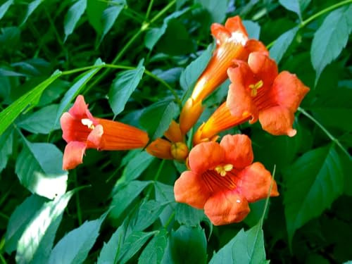 Klettertrompete Campsis radicans 'Indian Summer' Pflanze 25-30cm veredelt