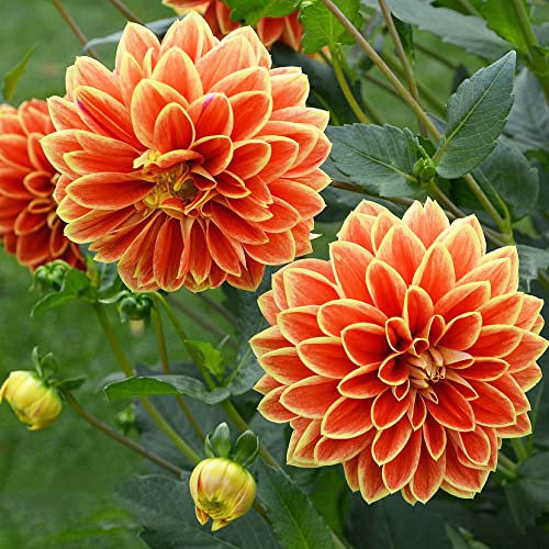Dahlien Knollen Orange Dahlia Zwiebeln Dahlie Bonsai Topf Hydrokultur Winterfeste Pflanzen FüR Balkon Exotische KüBelpflanzen Winterhart MehrjäHrig Blumenzwiebeln FrüHblüHer 3Stück