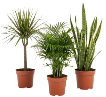 Set Natural DECOALIVE: Sansevieria, Chamaedorea y Dracaena las Plantas Imprescindibles del Interior