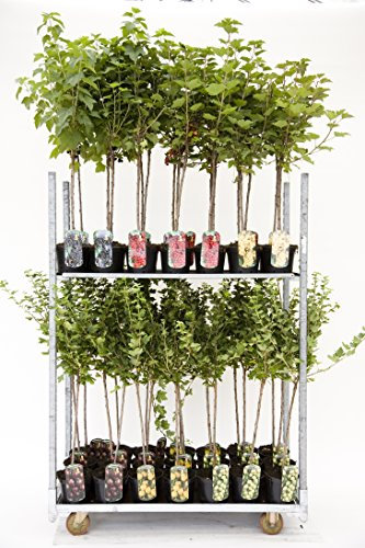 Rote, weiße oder Schwarze Johannisbeere Beerenobst Gartenpflanze Ribes rumbrum auf Stamm veredelt (Jonkheer van Tets - Rot - 90cm)