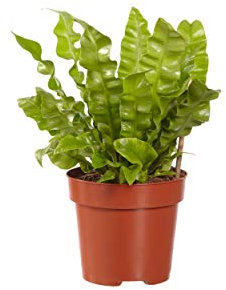 Indoor-Helden Asplenium nidus Crispy Wave - Farolillo para nido (diámetro: 12 cm, altura: 30 cm)