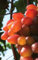 Vitis vinifera Sladuschka - kernlose rote Weintraube Weinrebe Tafeltraube
