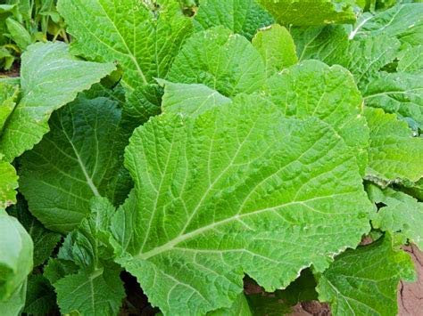 Genipap 100 semillas de mostaza de hojas verdes
