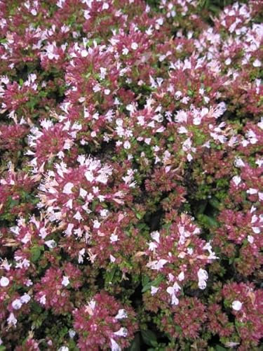 Garten-Dost Oregano Compaktum - Origanum vulgare Compaktum - Gewürz- und Heilpflanze Stückzahl Rabatt Einzelpreis
