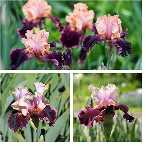 Bulbi Iris Piante Hardy Bulbi Di Ornamentali Iris Perenne Bulbi Da Fiore Decorazioni Da Giardino Per Esterni Fiori Da Balcone Coprisuolo Piante Perenni Piante Da Balcone Regalo Da Giardino 5 Tubero