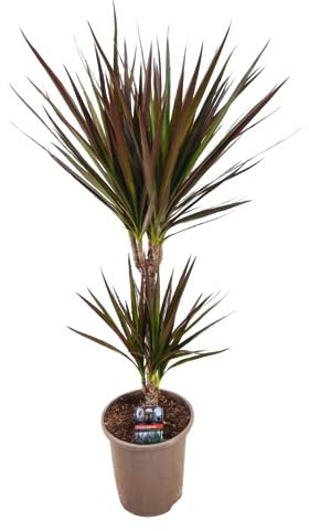 Plant in a Box - Dracaena Marginata Magenta - Dragonnier - Plante d'intérieur - Pot de 17cm - Hauteur 70-80cm