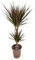 Plant in a Box - Dracaena Marginata Magenta - Dragonnier - Plante d'intérieur - Pot de 17cm - Hauteur 70-80cm