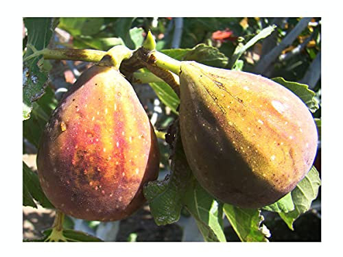 Rare, self Fertile, Brunswick Fig, FICUS CARICA 'Brunswick', Yellow-red fleshed Fruits, Cold Tolerant, 20-40cm Tall Plant in a 9cm Pot