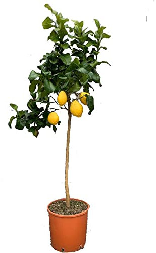 SAVINI VIVAI Pianta di Limone Albero Agrumi Carrubaro Limone ad Alberello in Vaso da 24 cm altezza 90-110 cm 3-4 Anni di innesto Made Italy