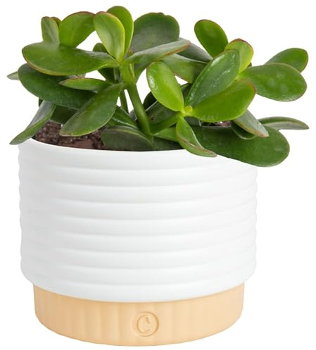 Costa Farms Succulent, Live Indoor Jade Plant, Easy Care, Home Decor