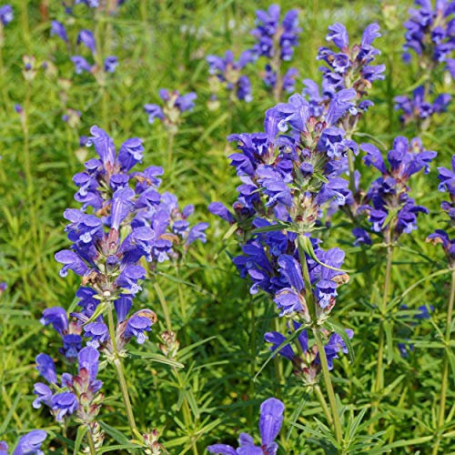 Blumixx Stauden Dracocephalum ruyschiana – Blauer Drachenkopf, heimische Staude, winterhart & bienenfreundlich – mehrjährig & pflegeleicht – ca. 30–40 cm – für Beet, Naturgarten & Steingarten