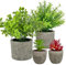 Jobary Lot de 4 Mini Plantes artificielles réalistes en Pot d'eucalyptus, de romarin et de Plantes succulentes élégantes pour la Maison, Le Bureau, la Cuisine et la décoration extérieure