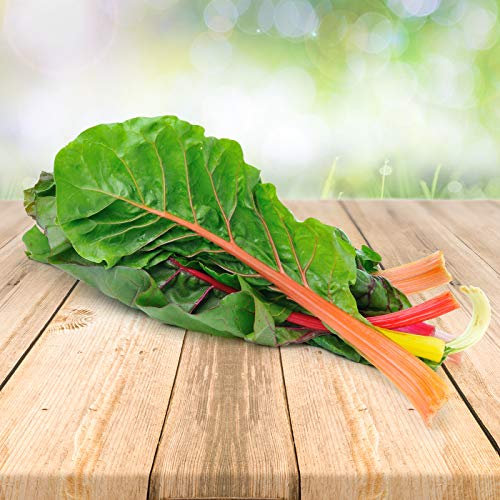 Mangold ''Bright Lights'' 50 x Samen - Aus Portugal 100% Natürlich Ohne Chemische Anzuchthilfe Oder Gentechnik, Einfach Nur Natur Pur