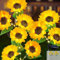 JIMACRO 2 Pack Solar Sonnenblume Lichter, Solar Garten Lichter 6 Sonnenblume Solarleuchten mit Leuchtende Stängel Wasserdichte Blumen Lichter für Garten Weihnachtsdekoration