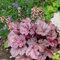 3x Heuchera micrantha 'Palace Purple' - Lila Glocke - Staude - Winterherz – ⌀9 cm - 10-15 cm