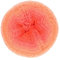 Scheepjes Whirl 1000m - 557 Coral Catastrophe, Orange Farbverlaufsgarn