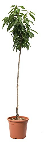 KENTIS - Cerisier Sweetheart - Vraies Plantes d'Extérieur - Arbre Fruitier de Jardin d'Ornement - Pot de Culture Ø 24 cm