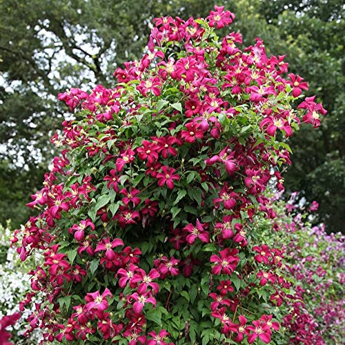Plant Theory 60cm Cane Clematis Madame Julia Correvon Red Flowering Vine Climbing Plant 3L Pot