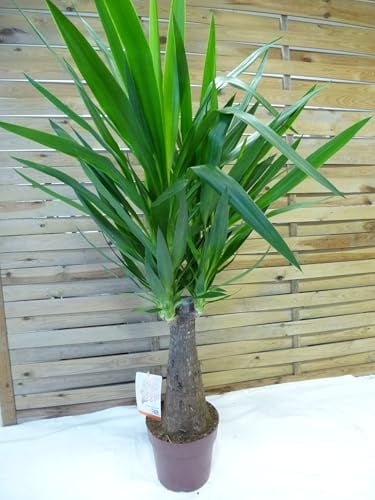 [Palmenlager] XL Yucca elephantipes Maya 100 cm - dicker Stamm - Yucca Palme - Zimmerpflanze