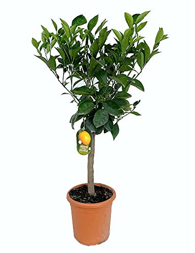 Garden Center Shop | Naranjo Valencia Campbell M21 90 cm | Árbol Cítrico Frutal | Producción de Naranjas Dulces | Ideal Jardines y Terrazas