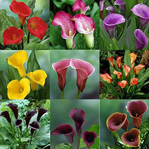 Somerway 100 Stück/Beutel Mix Farbe Calla-Lilien Blumensamen Zierblumensamen für Garten Outdoor, einfach überleben gute Ernte Blumensamen Mix Farbe Calla-Lilien Samen