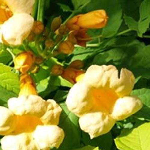 Campsis Radicans 'Flava'- Bignone; Trompette de virginie 50-60 cm en conteneur