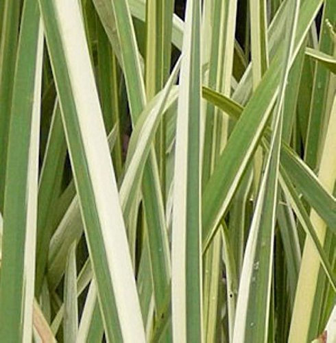 Japanische Sumpf Schwertlilie Variegata - Iris ensata