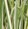 Japanische Sumpf Schwertlilie Variegata - Iris ensata