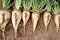 Germination Les graines: Graines: 500+ Betterave à Sucre Graine: Betteraves sucrières Frais semences Livraison Gratuite !!! Nourrissez Deer, élevage