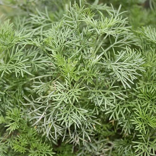 Limonadenkräuter-Duo - 1x Cola-Kraut und 1x Limonadenkraut in BIO-Qualität - 2 Kräuterpflanzen im 12cm Topf