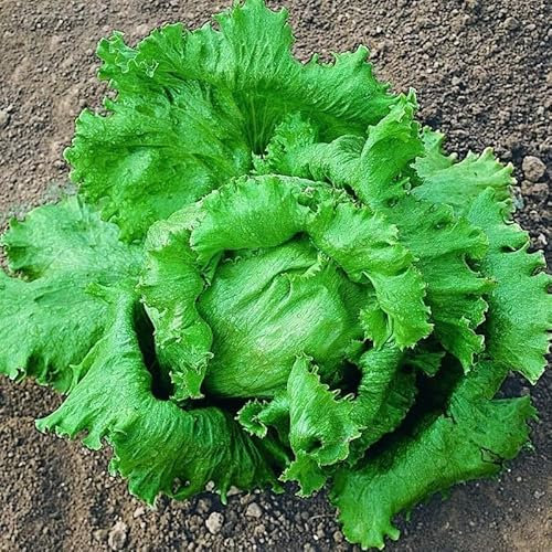 250 Graines de Laitue ICEBERG - Lactuca Sativa - Lettuce Great Lakes - Laitue Pommée - Légume Jardin - 312