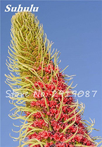 Mixed Echium Vulgare Blumensamen 50 PC Bonsai Distel Baum Pflanzgut Samen Staude Blumen Garten-Blumen-Samen zum Verkauf 7