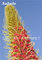 Mixed Echium Vulgare Blumensamen 50 PC Bonsai Distel Baum Pflanzgut Samen Staude Blumen Garten-Blumen-Samen zum Verkauf 7