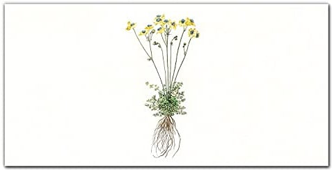 Coloray Küchenrückwand Küche 140x70cm Glasscheibe Panel gehärtetes Glas Dekorplatte Glaskunstwandbild - Blumen Pflanzen