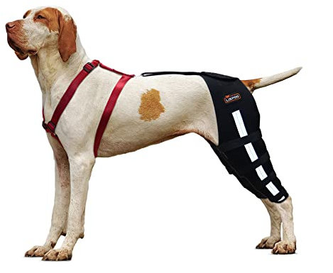 LISPOO Hunde-Kniebandage für gerissene Hunde, Luxating Patella, Kreuzband, Akl-Kniebandage für Hunde, unterstützt und Schutz, lindert Gelenkschmerzen bei Arthritis, Größe M