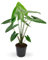 Alocasia Zebrina Tropical | Elegante Planta de Interior natural | Maceta 19 cm | Altura 60 cm | Diseño Exclusivo con Patrón de Cebra