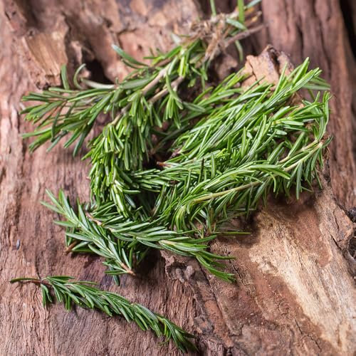semi di rosmarino - Piante rare di rosmarino - semi piante resistenti da balcone erbacee verdi da giardino sul balcone biologici pianta erbe selvatiche giardino decorazione del erbe 300pcs