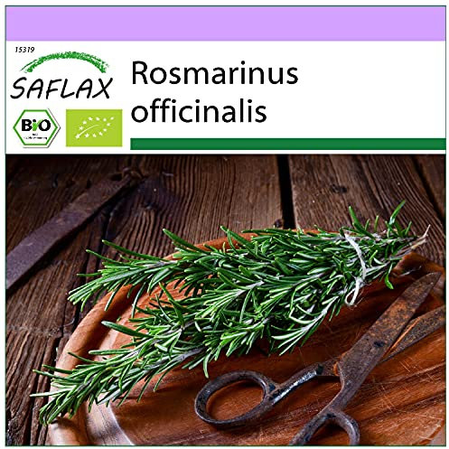 SAFLAX - BIO - Rosmarino - 40 semi - Rosmarinus officinalis