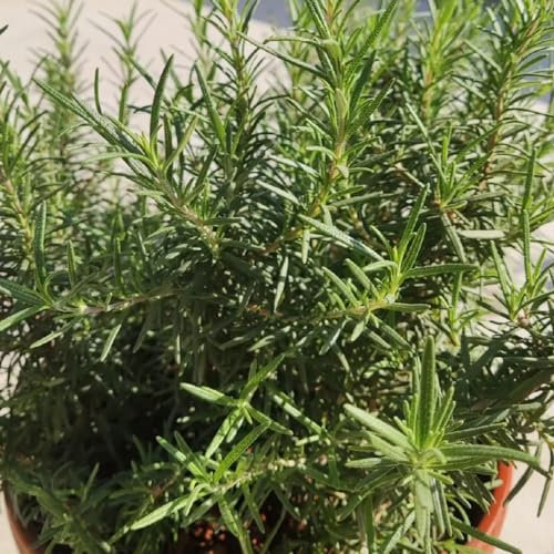 50 pcs rosmarin samen winterhart mehrjährige blumen winterhart pflanzen für garten (Rosmarinus officinalis) heilkräuter samen balkon beet kräuter samen hochbeete für garten pflanzen