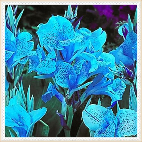 Bulbes de lys Canna Jumbo : créez une superbe décoration de jardin avec ces favoris vivaces - 4 bulbes-D