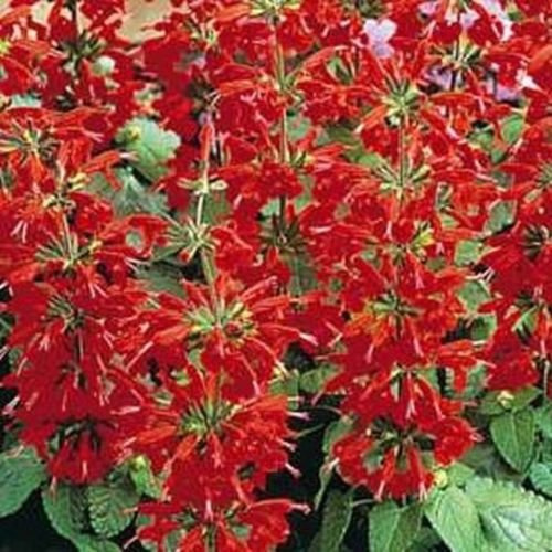 Salvia Coccinea- Scarlet Sage- 200 Seed
