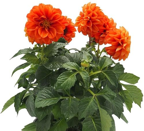 Dalia Natural Planta de Exterior con Flores de Colores